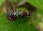 Hedychrum rutilans
